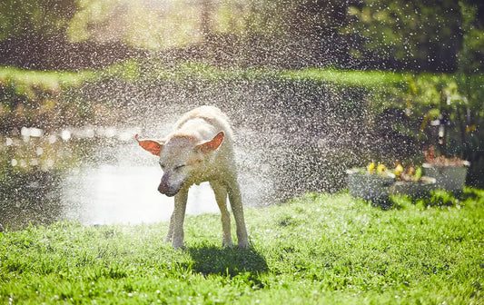 Las 5 Actividades Más Divertidas para Hacer con tu Mascota en Verano